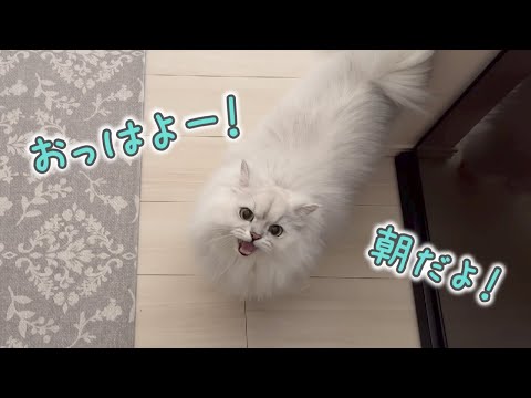 【鳴き声】朝起こしに来て遊んでと鳴く猫がかわいい！