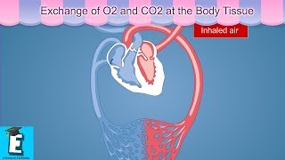Exchange of O2 and CO2 at the Body Tissue Learn for Children and Kids
