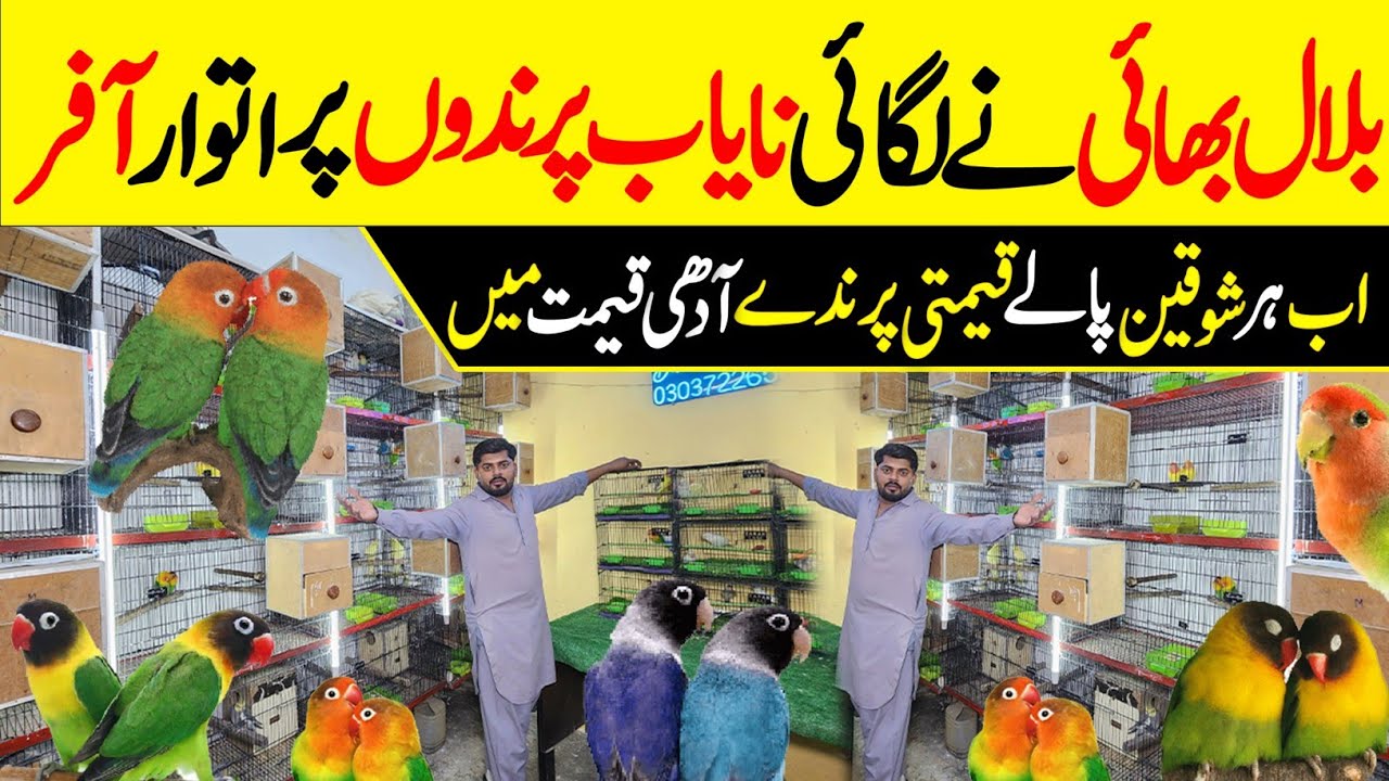 В воскресенье предлагается большой выбор птиц по цене за километр #lahorientertainmentchannel #bi...