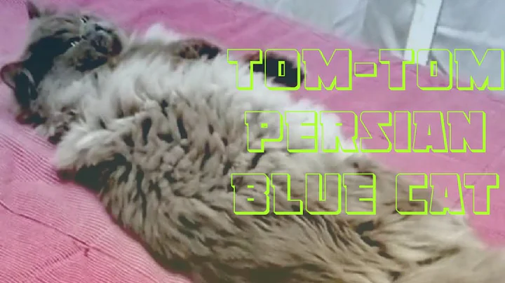 Tom-tom the  lazy but cute blue Persian cat /JENNI...