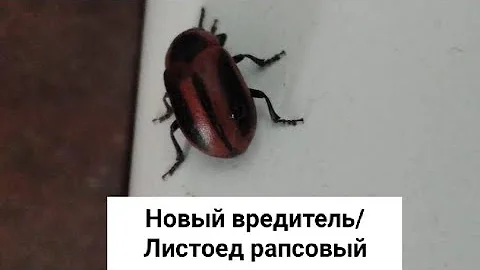 Новый вредитель/Листоед рапсовый