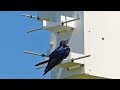At the Purple Martin House