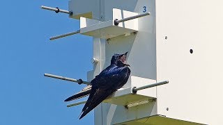 At the Purple Martin House