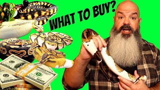 What Snakes to Buy if You Want to BREED... (plus, is Kent getting a REAL snake??) Wealth