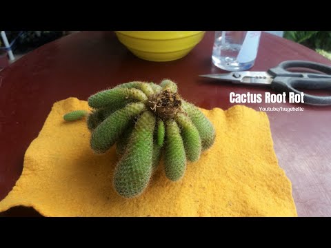 Video: Hvad er Cactus Fusarium - Behandling af Fusarium på kaktusplanter