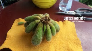 I Save My Cacti From Root Rot | Mammillaria &amp; Echinopsis Cactus