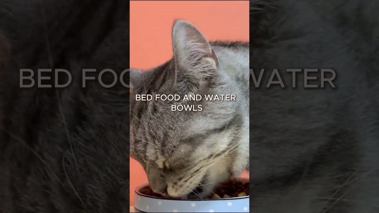 First-Time Cat Owner? Essential Tips for a Happy Home