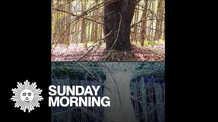 Sound artist Nikki Lindt on recording a hidden uni...