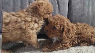 Cute Cavapoo Puppies by D G 832 views 3 months ago 38 seconds