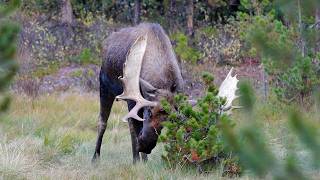 Bull Moose in Rut in Canada's Rockies