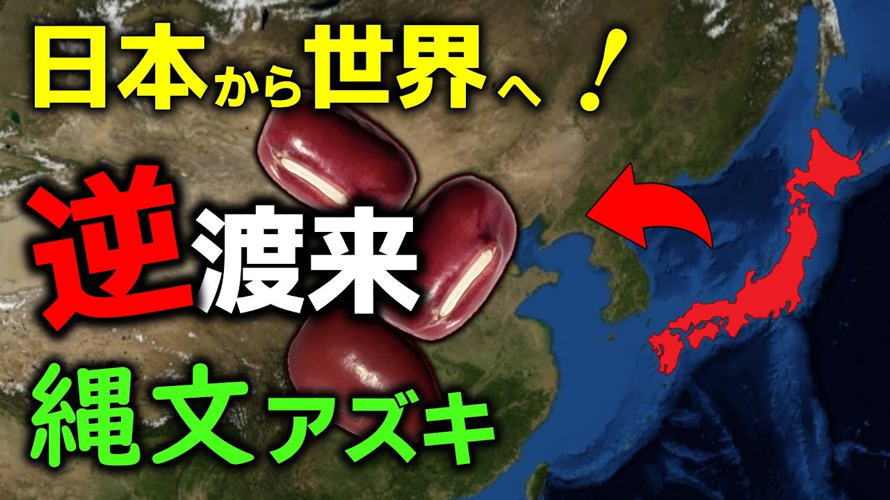 日本から逆渡来!縄文人が作ったアズキ【ゆっくり解説】