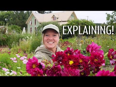 A Look Into the What and Why | Morning Walk in the Garden | You tube | Flower Farm | Weddings