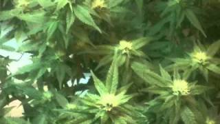 Wonderful World of Weed !!!