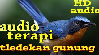 😍 terapi burung KLEDEK'AN jaringan agar cepat bunyi//kledek'an langsung siul siul