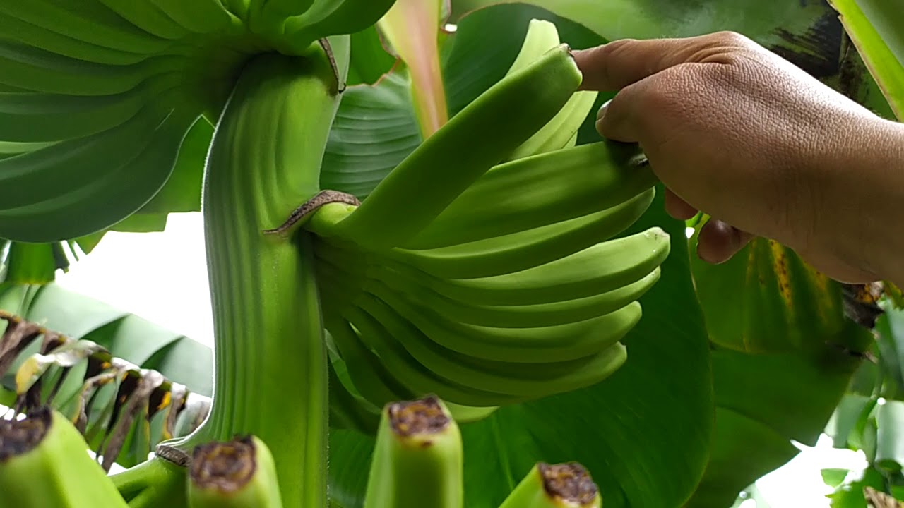 Waktu yg tepat untuk pembersihan bunga jantan pada pisang