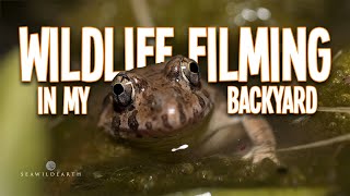 Toguchi Wilds - Local Wildlife Encounters.