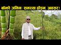 म स ब स ख त Moso Bamboo Farming 