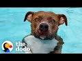 Pittie Must Be In The Pool At All Times Or Else She Gets So Sad | The Dodo Pittie Nation