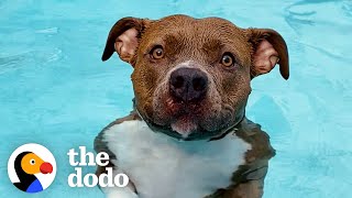 Pittie Must Be In The Pool At All Times Or Else She Gets So Sad | The Dodo Pittie Nation