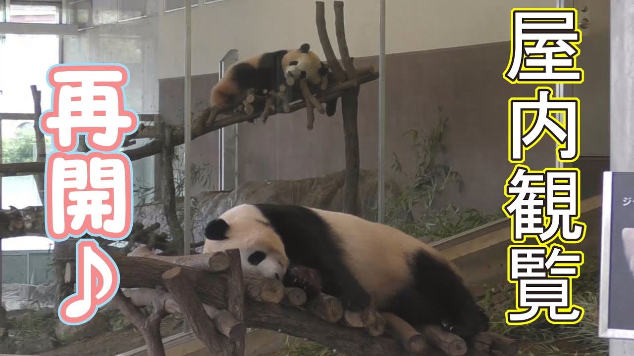 【パンダラブ屋内観覧再開🎶】「生」彩浜🌈＆桃浜🍑✨ダイジェスト【姉妹パンダ】Giant Panda -Saihin＆Touhin-☆
