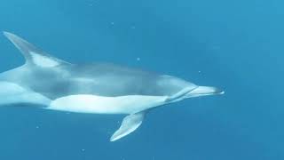 الدولفين أذكي حيوان في البحر  صديق الإنسان 2022