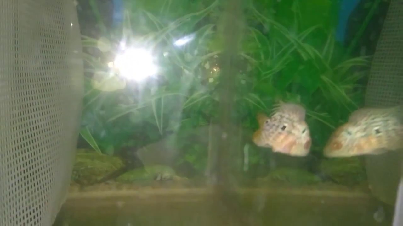 Fish Tank Divider DIY Flower Horn , arowana fish YouTube