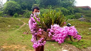 TÌNH CỜ GẶP NHỮNG GIÒ LAN ĐẸP NGƯỜI DÂN BÁN BÊN ĐƯỜNG || PHONG LAN RỪNG