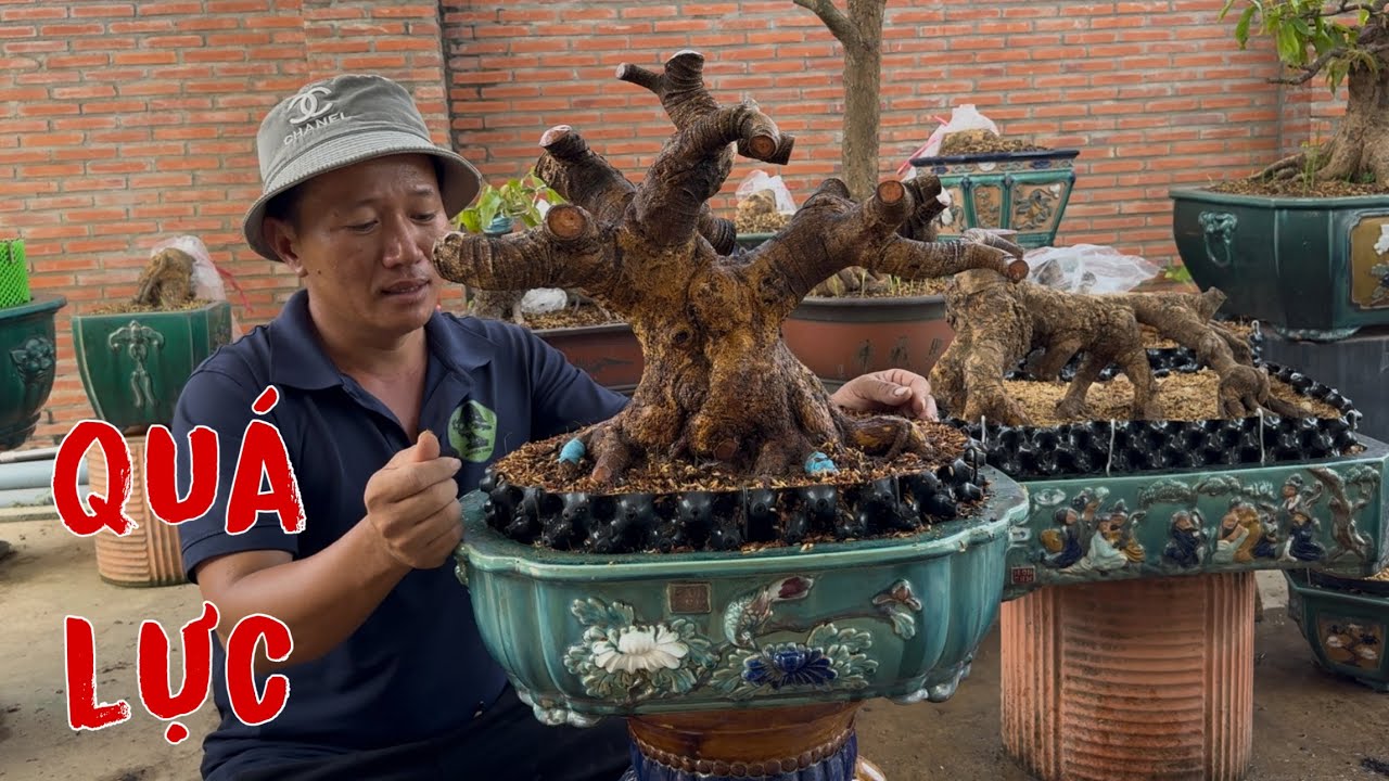 Thử Trồng Phôi Mai Vàng Bằng Hỗn Hợp Rể Dừa,Akadama,Trấu,Sơ Dừa Xem Sao ?