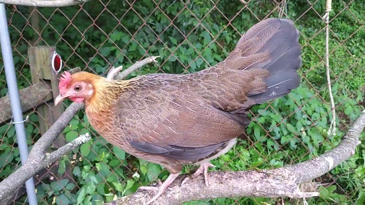 BBR Old English Game Bantam Pullet - YouTube
