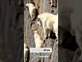 الماعز الجبلي آية من آيات الخالق سبحانه 