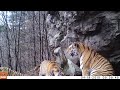 Тигрица Кия с тигрятами