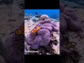 Los peces payaso y las anémonas marinas son aliados: protección y limpieza un equipo perfecto #cien