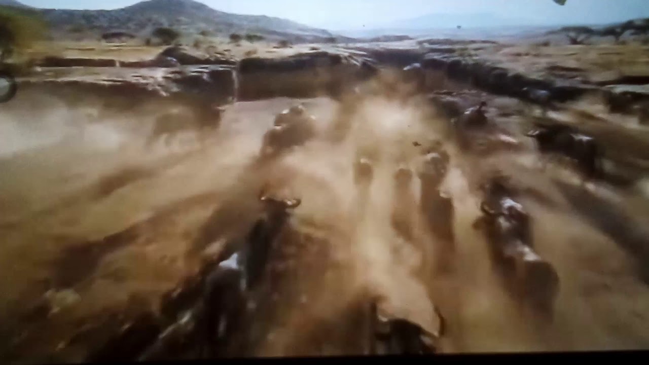 Stampede Run Stampede run - YouTube