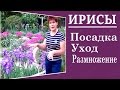 Ирисы  Посадка  Уход  Размножение.