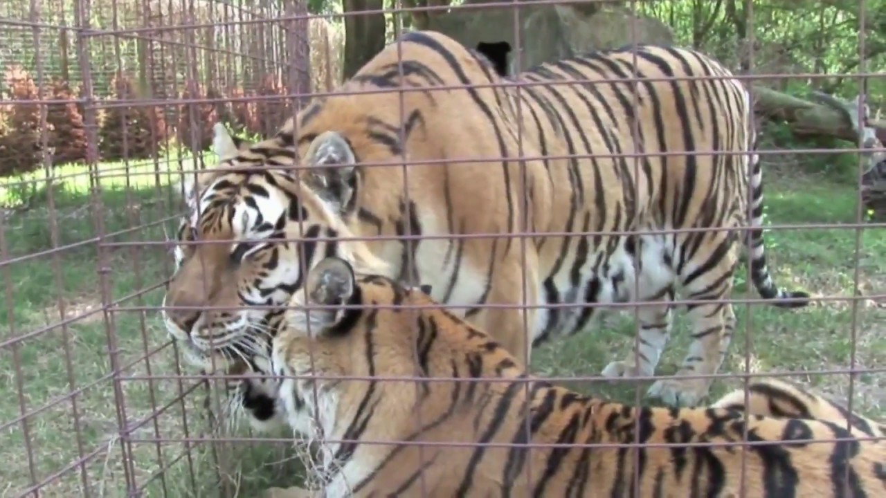 How DO Big Cats Celebrate Christmas? PART 3 YouTube
