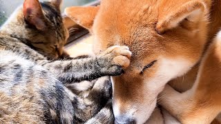 猫柴様おまとめ2点 優しい柴犬の周りにはいつも猫たちが集まっています - YouTube