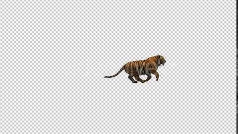 Tiger Running | Motion Graphics - Envato elements
