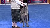 Akc National Championship Dog Show Working Group 1 17 21 Youtube Youtube 2022 Akc National Championship Newfoundland Judging