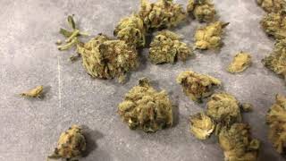 SOUR KUSH SQDC review