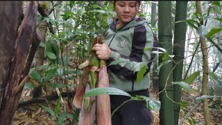 Harvesting bitter bamboo shoots in the forest