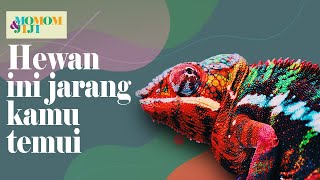 Begini penampakannya kadal melet,