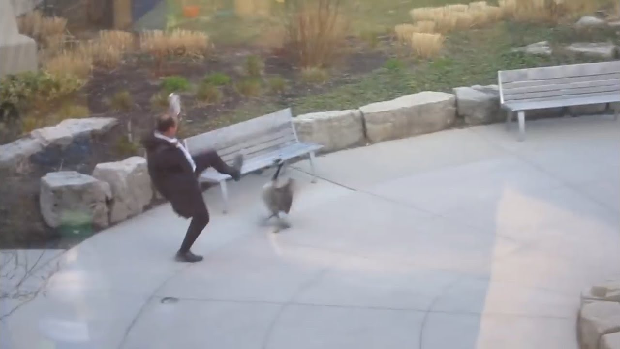 Man Attacked By Goose (almost dies) | Geese attack humans