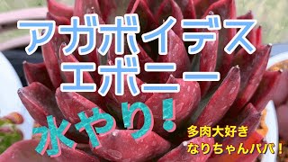 【多肉植物】【多肉初心者】アガボイデス、エボニーの水やり❗️   多肉大好き！なりちゃんパパ　多肉奮闘記その68