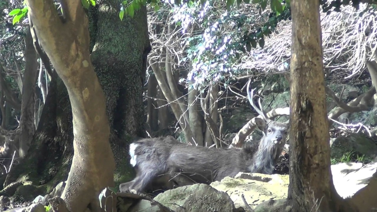 Comment Expliquer Qu Une Macaque Se Masturbe Sur Le Dos D Un Cerf Slate Fr