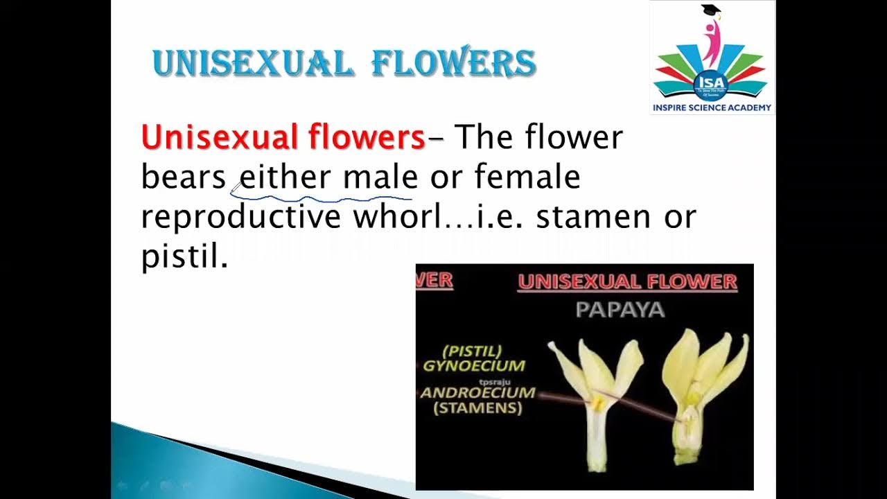 unisexual & bisexual flowers YouTube