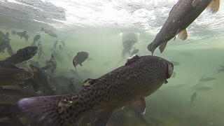 Winter Stocking Of 16,000 Trout At Eleven Mile Reservoir