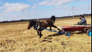 ЛОШАДИ/ОБУЧАЕМ МОЛОДУЮ КОБЫЛУ В ТЕЛЕГЕ/horses/we train young mare