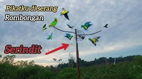 mikat burung serindit di lokasi burung serindit berkumpul bisa poin banyak