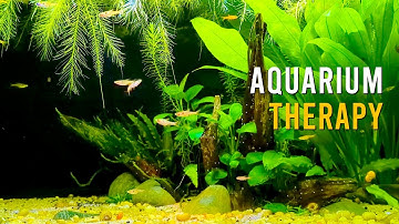 RELAXING Chili Rasbora & Amano Shrimp Tank For Stress Relief & Sleep