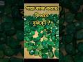 পান্না / emerald : বুধের প্রতিকার ও লক্ষণ #panna #gemstone